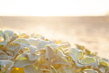Golden light shining off dew on seaside plants growing on sand dunes