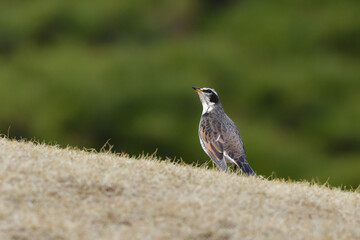 冬や春に公園や庭で出会える身近なかわいい野鳥ツグミ
