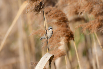 冬に西日本や九州の草原や水辺で見られるとても小さなかわいい野鳥、黒い顔が特徴んお渡り鳥ツリスガラ