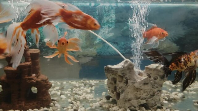 Colorful fish swimming gracefully in clear water &ndash; vibrant underwater marine life, coral reef scenes, and aquatic beauty. Ideal stock footage for ocean, nature, and wildlife projects.
