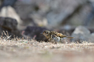 冬に公園で出会える黄色の鱗模様が特徴の身近な野鳥トラツグミ