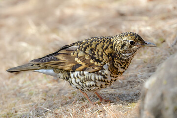 Fototapeta premium 冬に公園で出会える黄色の鱗模様が特徴の身近な野鳥トラツグミ