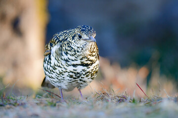 冬に公園で出会える黄色の鱗模様が特徴の身近な野鳥トラツグミ