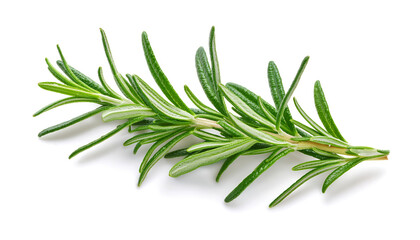 Fototapeta premium Fresh rosemary branch artfully arranged against a clean white backdrop, highlighting their lush green color and natural texture. Perfect for culinary, botanical, or wellness-related projects
