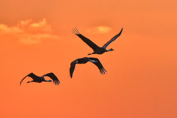 冬に大群で九州鹿児島に訪れる、天然記念物の美しい日本の野鳥ナベヅル