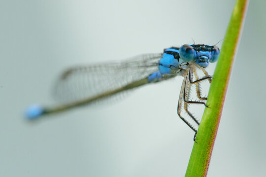 Close up of a blue damselfly sitting on a green leaf - Powered by Adobe