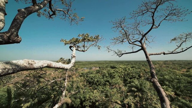 Panoramique a&eacute;rien depuis les hauteurs d&rsquo;un fromager g&eacute;ant, d&eacute;voilant la canop&eacute;e luxuriante de la for&ecirc;t tropicale en Casamance au S&eacute;n&eacute;gal, en pleine journ&eacute;e
