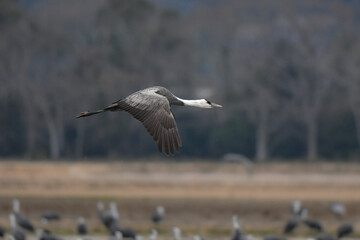冬に大群で九州鹿児島に訪れる、天然記念物の美しい日本の野鳥ナベヅル