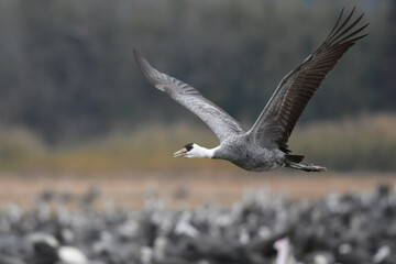 冬に大群で九州鹿児島に訪れる、天然記念物の美しい日本の野鳥ナベヅル