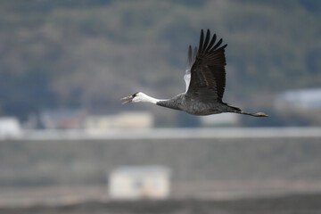 冬に大群で九州鹿児島に訪れる、天然記念物の美しい日本の野鳥ナベヅル