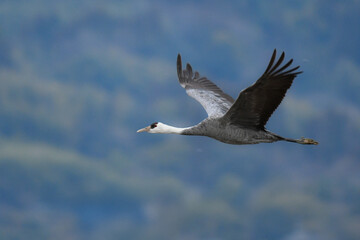 冬に大群で九州鹿児島に訪れる、天然記念物の美しい日本の野鳥ナベヅル
