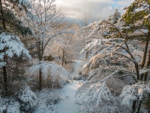 Snowed trees during winter season