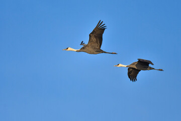 冬に大群で九州鹿児島に訪れる、天然記念物の美しい日本の野鳥ナベヅル