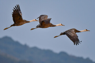 冬に大群で九州鹿児島に訪れる、天然記念物の美しい日本の野鳥ナベヅル