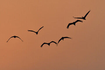 冬に大群で九州鹿児島に訪れる、天然記念物の美しい日本の野鳥ナベヅル