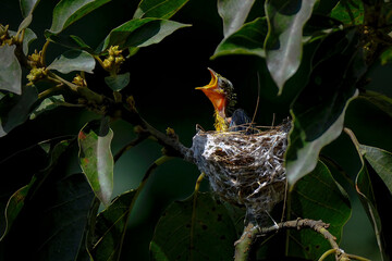cute common iora chicks are sitting in nest © Riadi