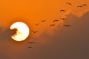 冬に大群で九州鹿児島に訪れる、天然記念物の美しい日本の野鳥ナベヅル