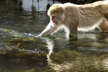 Obraz premium 真冬の雪の中、日光や地獄谷温泉で遊び好きの愛嬌のある姿を見せるニホンザル