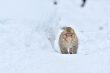 真冬の雪の中、日光や地獄谷温泉で遊び好きの愛嬌のある姿を見せるニホンザル