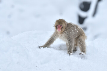 Obraz premium 真冬の雪の中、日光や地獄谷温泉で遊び好きの愛嬌のある姿を見せるニホンザル