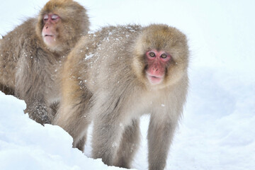 Fototapeta premium 真冬の雪の中、日光や地獄谷温泉で遊び好きの愛嬌のある姿を見せるニホンザル