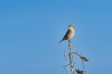 冬から初夏にかけて日光や八ヶ岳の高原で見られるかわいい野鳥ニュウナイスズメ