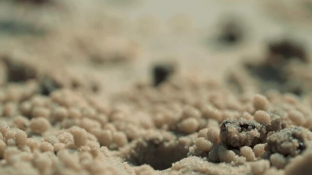 Deux crabes de plage en Casamance sortant de son terrier pour filtrer le sable, film&eacute; en macro avec un regard animalier d&eacute;taill&eacute;, lumi&egrave;re naturelle et texture vivante d&rsquo;un littoral tropical
