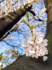 Spring Cherry Blossom Blooming from Tree Trunk