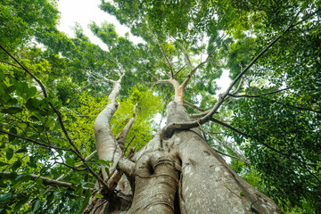 Fototapeta premium Trees from the bottom corner, forest and carbon reduction concept for sustainable environment