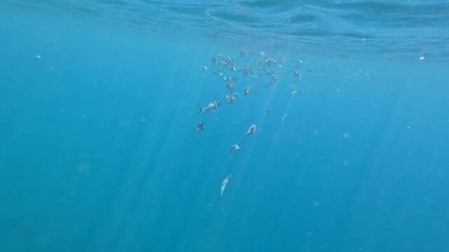 Schooling Long-jawed mackerel swimming fast with mouths wide open feeding on jellyfish lice in Amed, Bali Indonesia