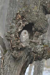 北海道や初夏の高原で出会える身近なかわいい野鳥、フクロウ