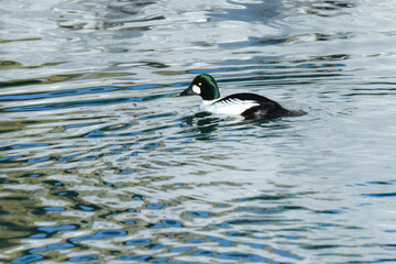 真冬に北海道の海辺や湖で見られる白黒のおしゃれな装いの渡り鳥、ホオジロガモ