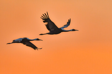 冬に九州鹿児島に群れで訪れる、天然記念物の美しい日本の野鳥マナヅル
