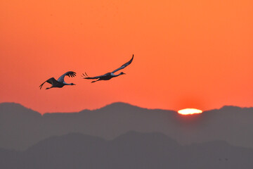 冬に九州鹿児島に群れで訪れる、天然記念物の美しい日本の野鳥マナヅル