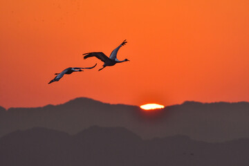 冬に九州鹿児島に群れで訪れる、天然記念物の美しい日本の野鳥マナヅル