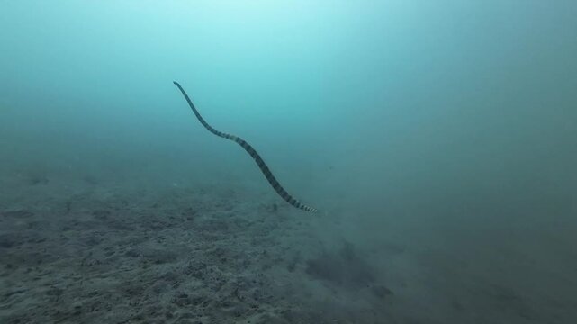 A sea snake swims to the surface of the sea over a sandy bottom. A sea turtle emerges to the surface of the sea through the thickness of muddy water.