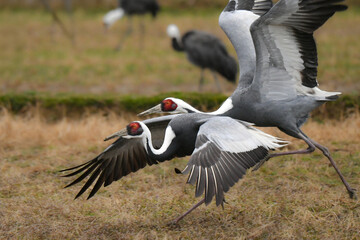 冬に九州鹿児島に群れで訪れる、天然記念物の美しい日本の野鳥マナヅル