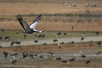 冬に九州鹿児島に群れで訪れる、天然記念物の美しい日本の野鳥マナヅル