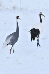 冬に九州鹿児島に群れで訪れる、天然記念物の美しい日本の野鳥マナヅル