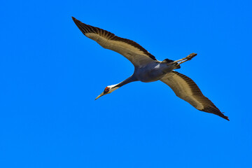 冬に九州鹿児島に群れで訪れる、天然記念物の美しい日本の野鳥マナヅル