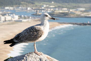A close-up of a young seagull with speckled feathers, perched near the coast. The background shows a soft focus of the sea, beach, and distant city, creating a serene seaside mood.