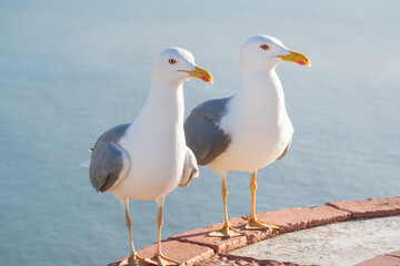 Obraz premium Two seagulls stand side by side on a brick ledge with the ocean behind them. Their sharp eyes and sleek feathers catch the sunlight, creating a serene and striking coastal scene.