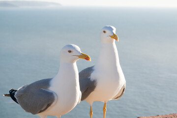 Fototapeta premium Two seagulls stand side by side, sharply focused against a soft blue background. Their white feathers and yellow beaks glow in the sunlight, creating a serene coastal scene.