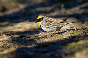 公園や雑木林で冬から春に出会える、鮮やかな黄色と黒が美しい身近な野鳥ミヤマホオジロ