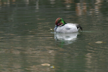 公園の湖や池で冬に見られる緑色とワインレッドの頭が美しい野鳥、ヨシガモ