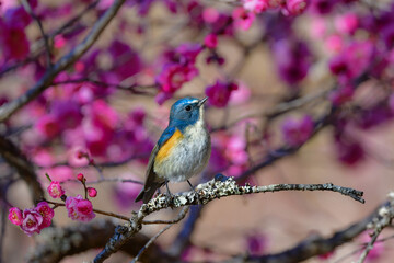 冬に公園や庭で見られる青く美しい小鳥、身近な人気のある野鳥ルリビタキ