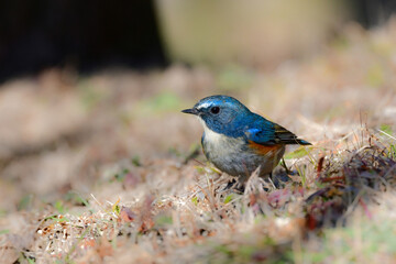冬に公園や庭で見られる青く美しい小鳥、身近な人気のある野鳥ルリビタキ