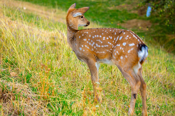 Beautiful sika deer in the autumn forest against the background of colorful foliage of trees. The deer looks to the sides and chews the grass. Fabulous forest autumn landscape with wild animals.