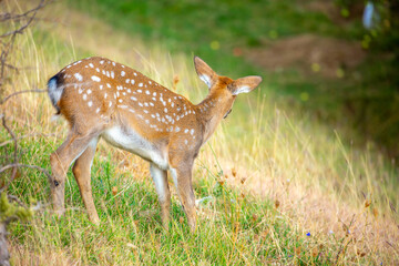 Beautiful sika deer in the autumn forest against the background of colorful foliage of trees. The deer looks to the sides and chews the grass. Fabulous forest autumn landscape with wild animals.