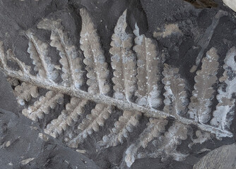 fern fossil texture © jonnysek